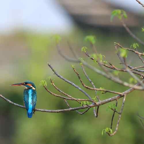 Sundarban 2 Night 3 Days Package